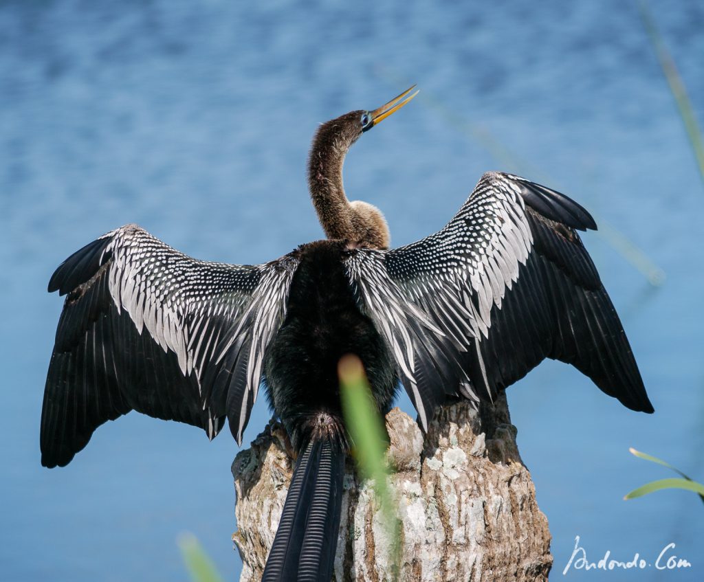 Kormoran beim Trocknen der Flügel