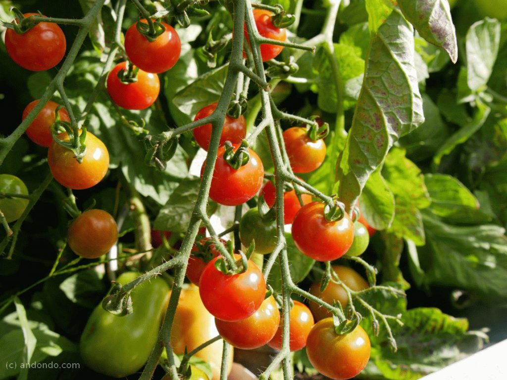 Tomaten