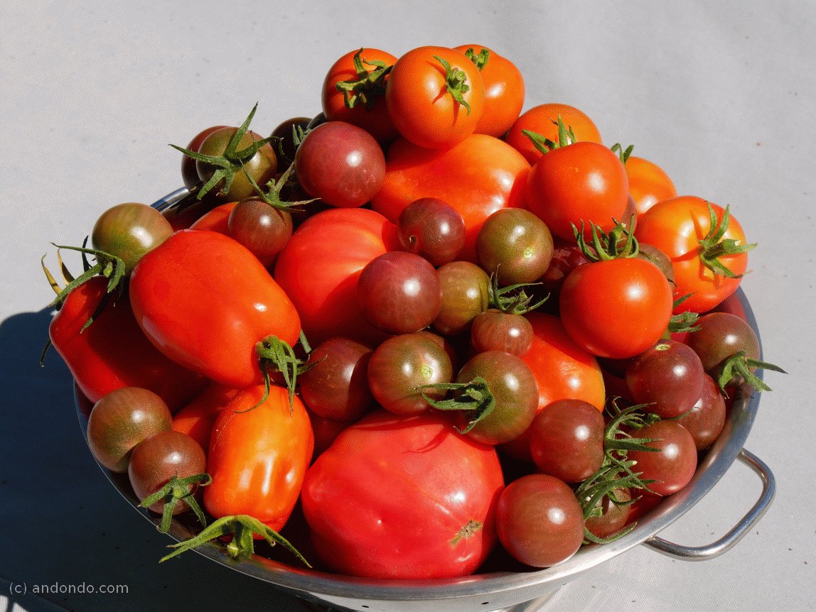 Tomatenpracht - Unsere Tomaten
