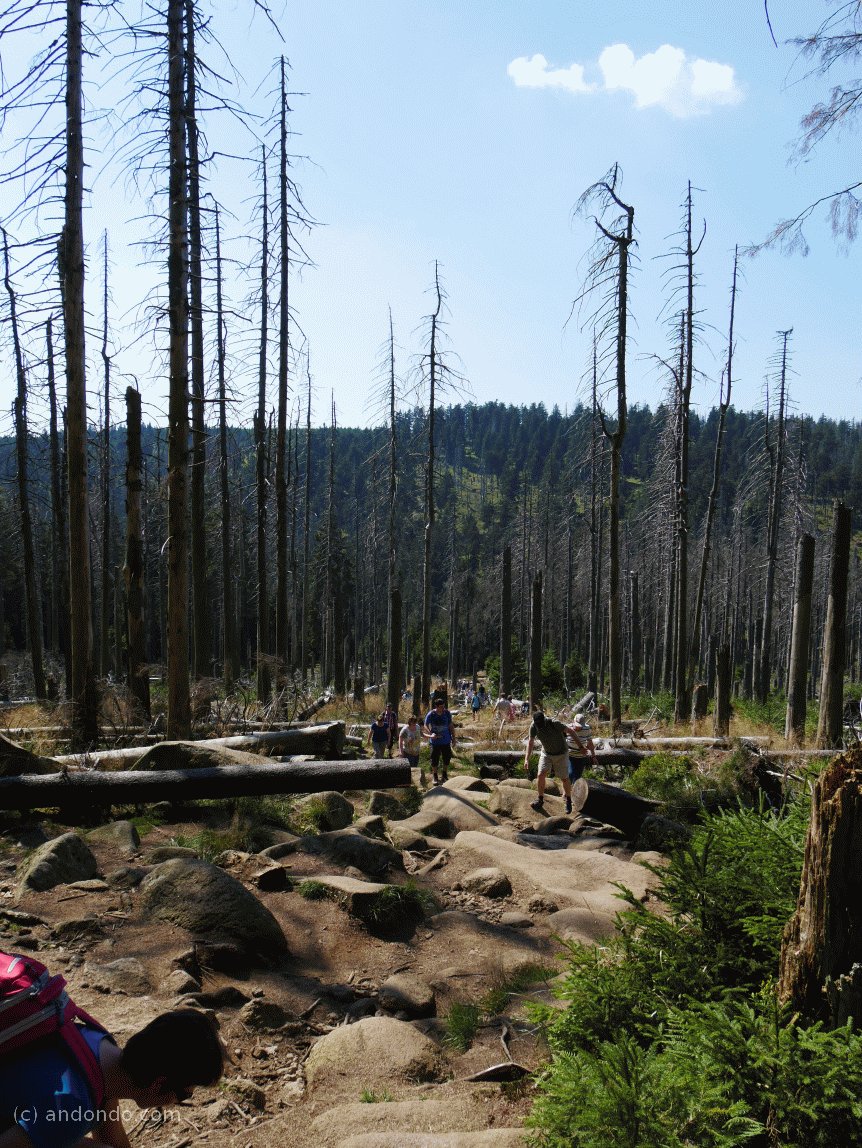 Waldschäden am Brocken