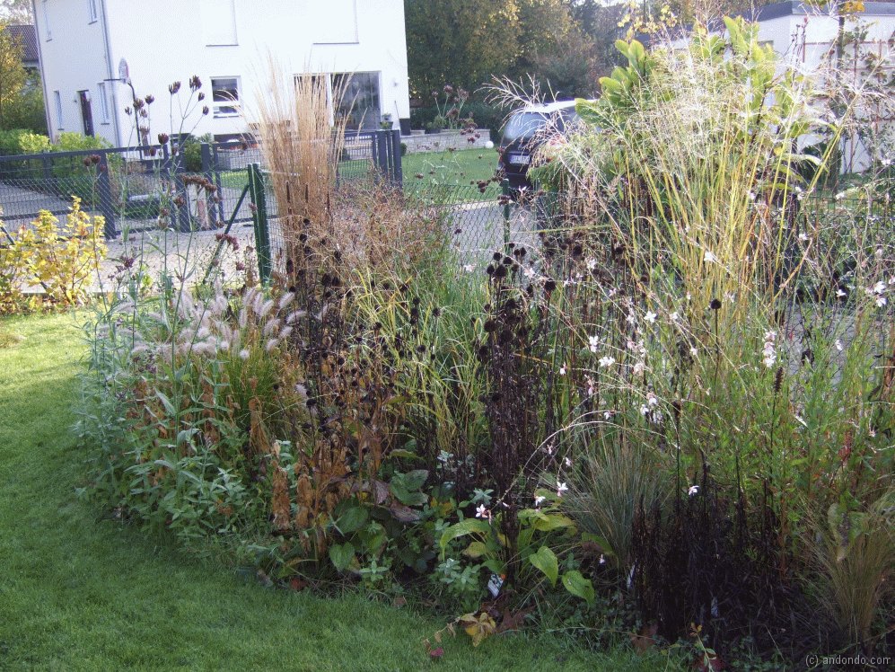 Gräser und Stauden im Staudenbeet