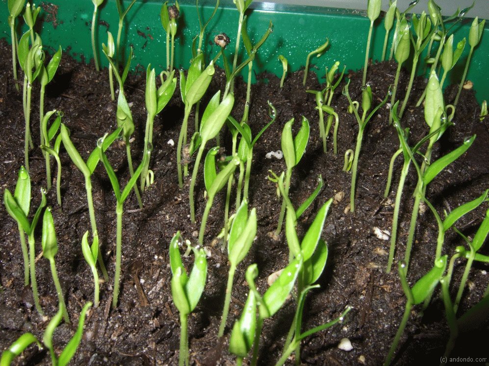 Paprika läuft auf