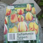 Blumenzwiebeln Tulpen