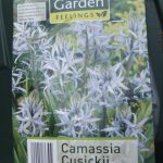 Blumenzwiebeln Camassia