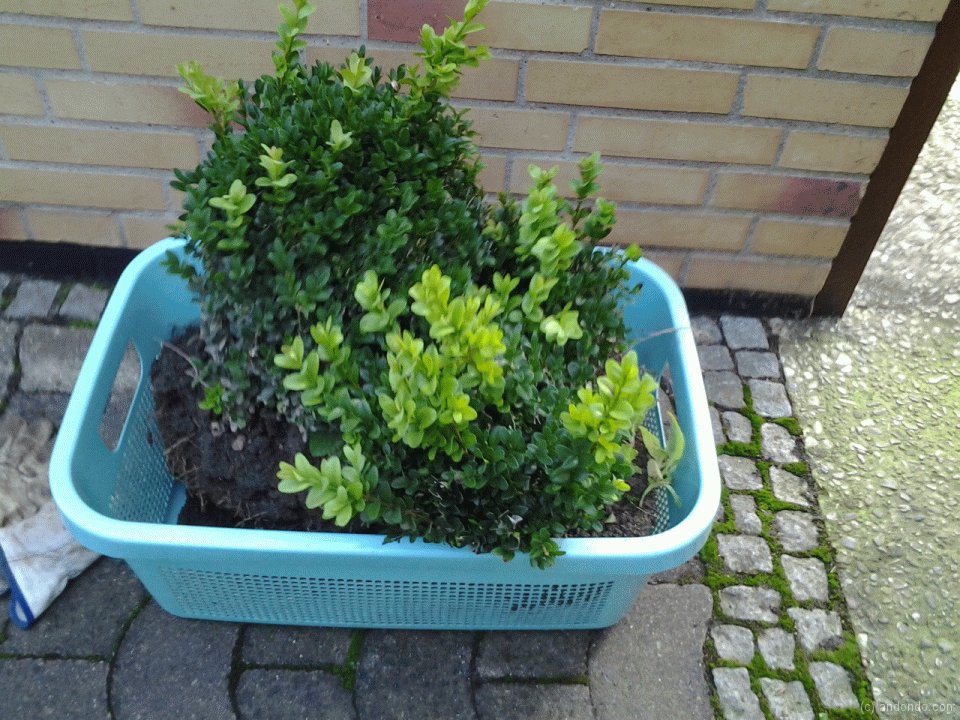 Buchsbäume in Kübeln mit Wasser