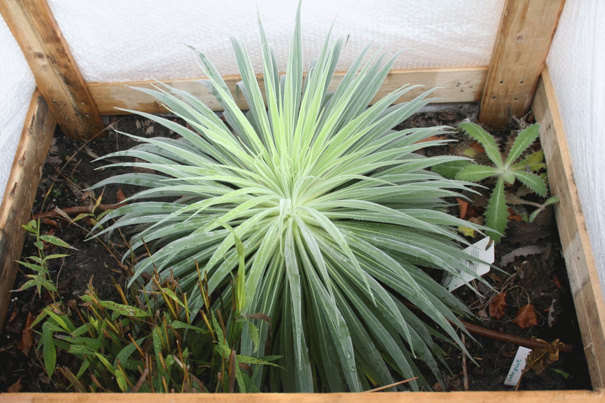 Natternkopf im Folienkasten im Garten