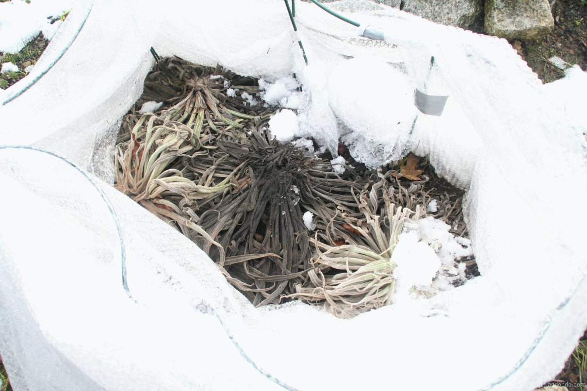 Natternköpfe im Folienzelt im Garten eingegangen