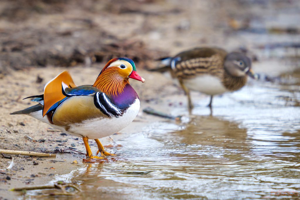 Mandarinentenpaar (Vorne: Erpel, Hinten: Ente)