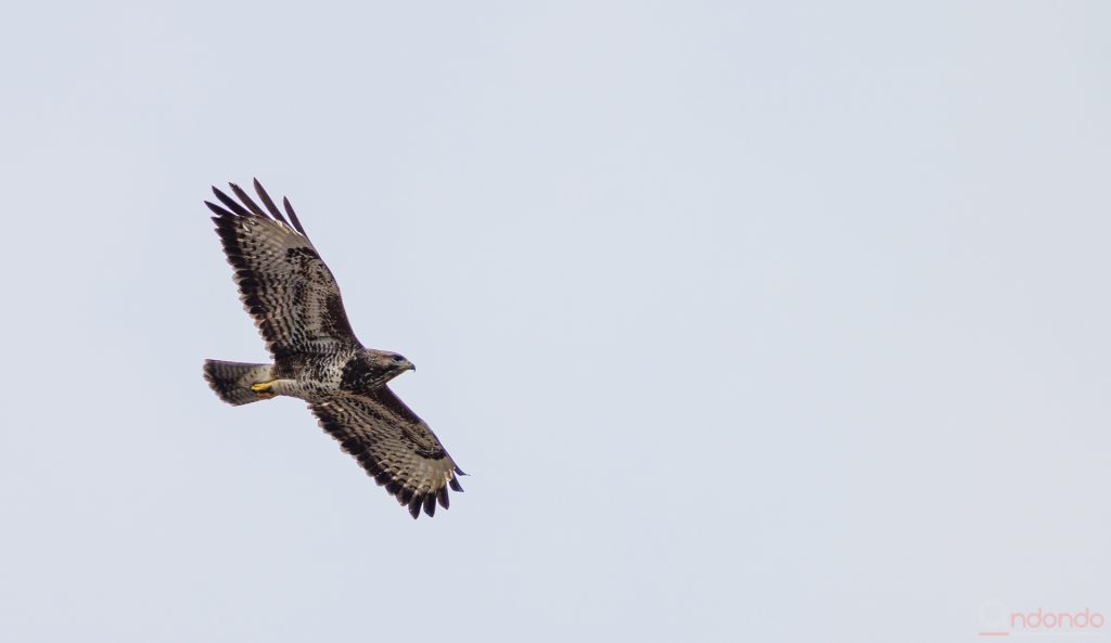 Bussard