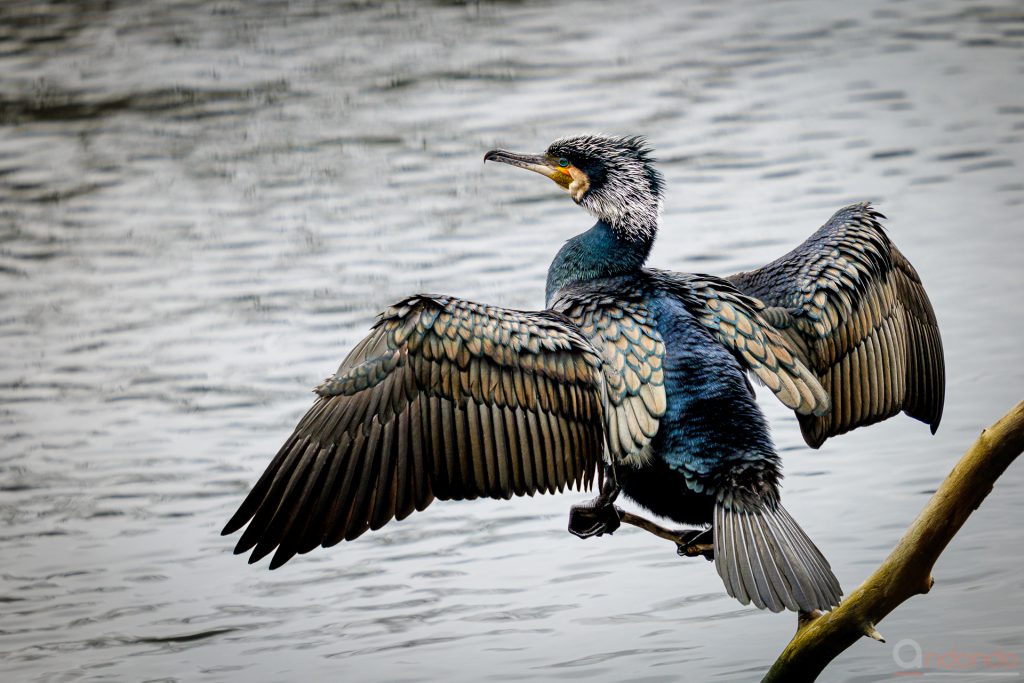 Kormoran beim Trocknen der Flügel