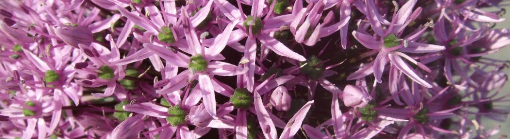 Alliumblüte