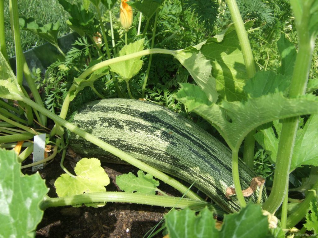 Zucchini im Beet