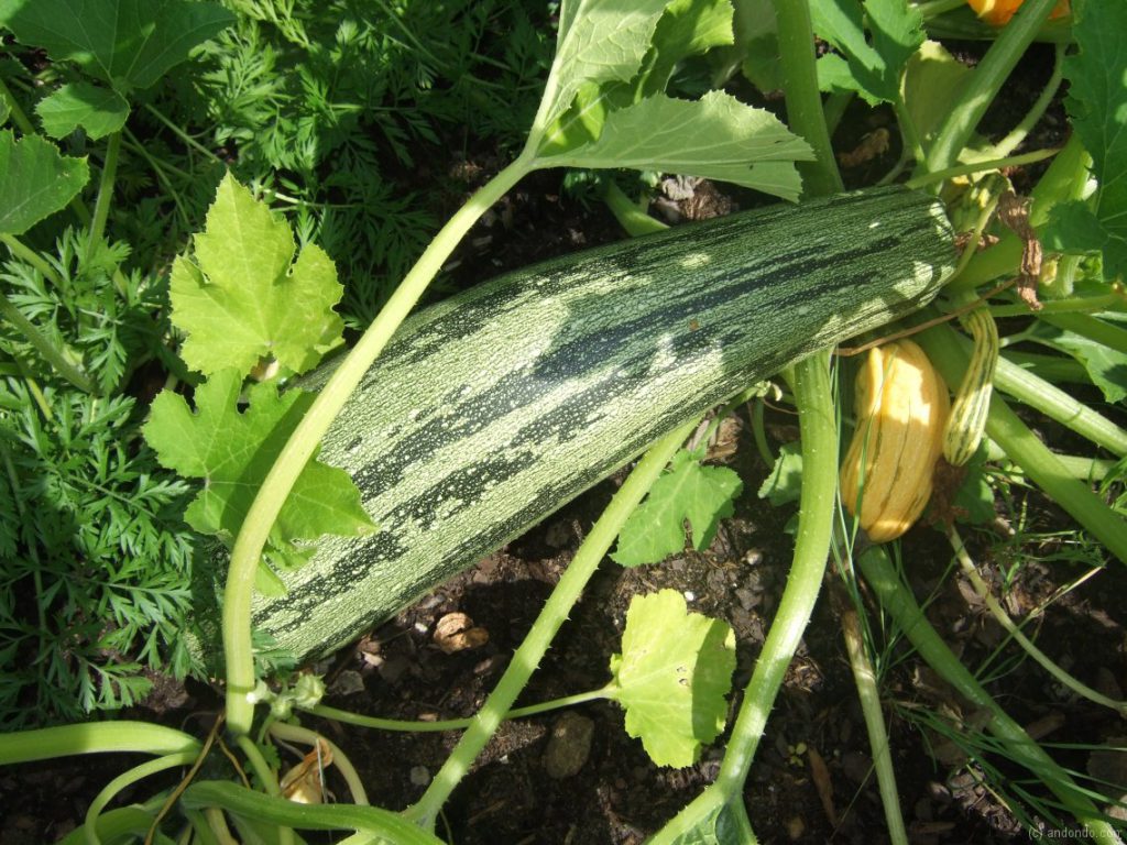 Zucchini im Beet