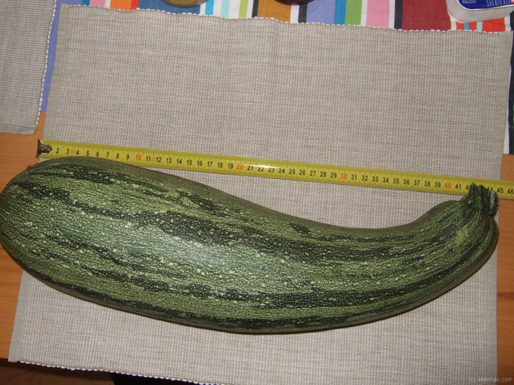 Zucchini >45cm