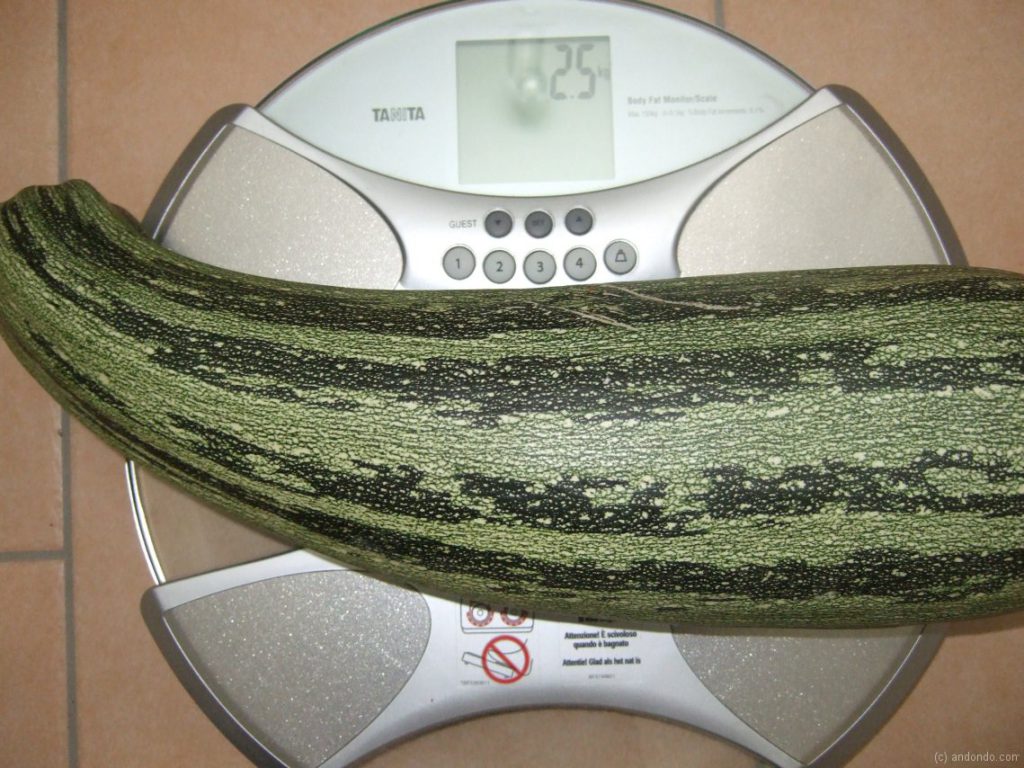 2,5 Kg Zucchini