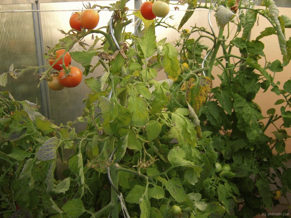 Gurken und Tomaten im Gewächshaus