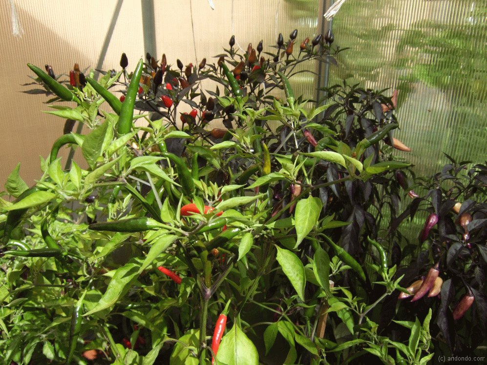 Chilipflanzen im Gewächshaus
