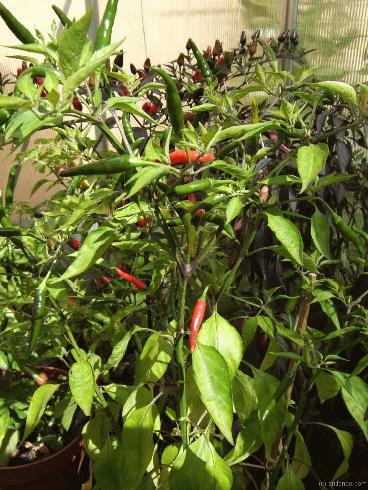 Chilipflanzen im Gewächshaus