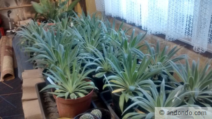 Roter Teide-Natternkopf (Echium wildpretii) im Winterquartier