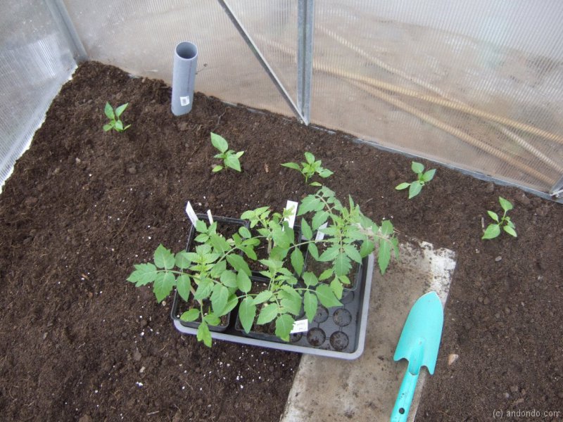 Tomatenpflanzen