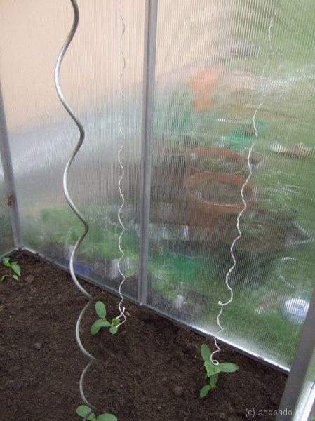 Spiralstäbe für Tomaten