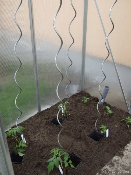 Tomaten im Gewächshaus fertig