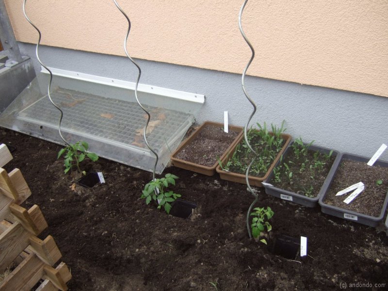 Tomaten und Stäbe einsetzen