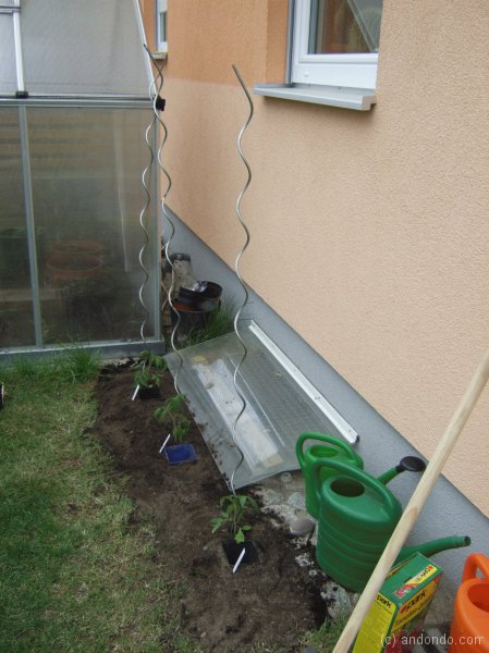 Tomaten und Stäbe einsetzen