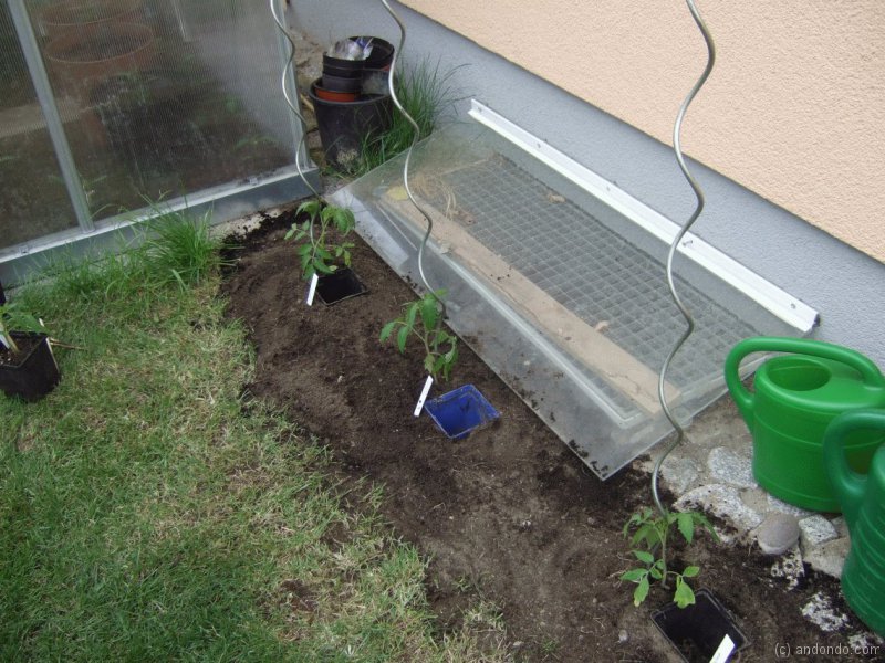 Tomaten und Stäbe einsetzen