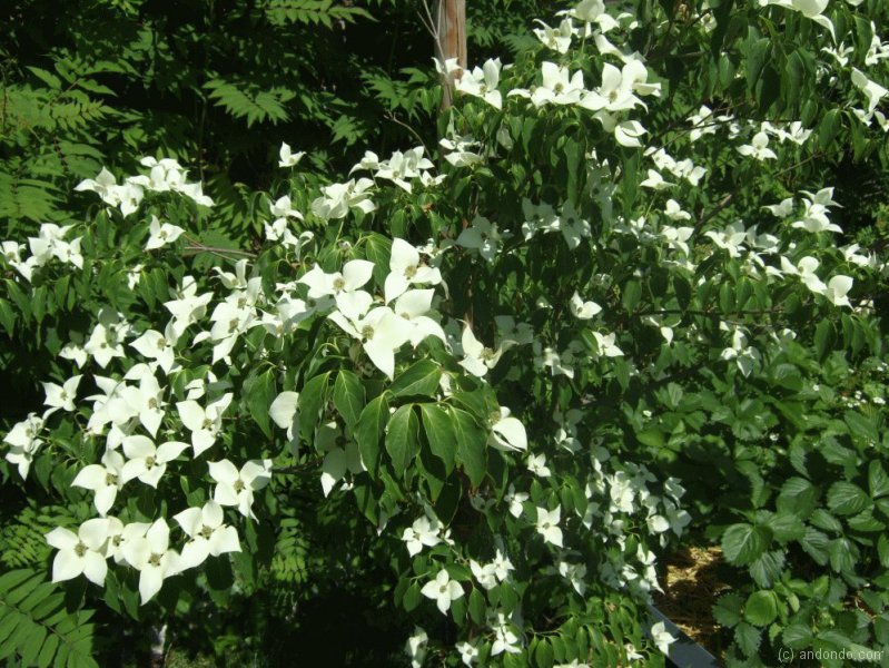 Blumenhartriegel Cornus Kousa „China Girl“