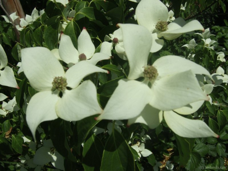 Blumenhartriegel Cornus Kousa „China Girl“