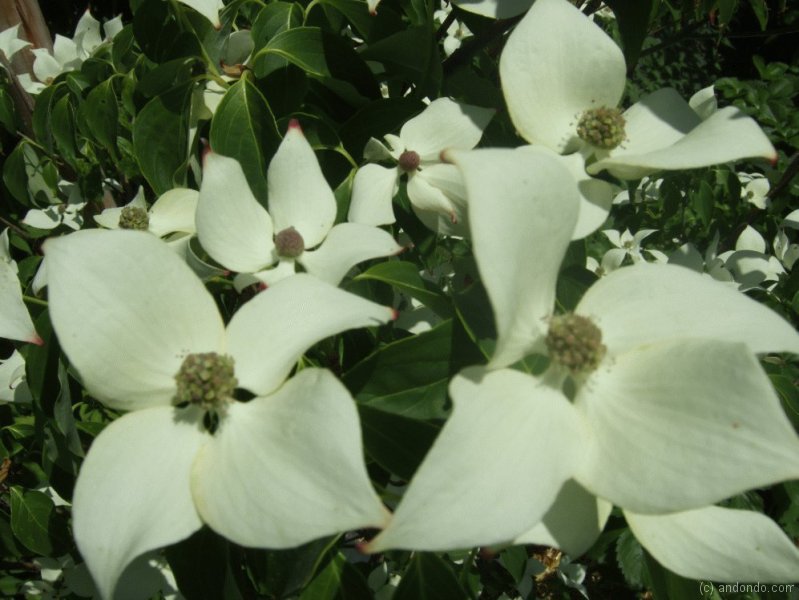 Blumenhartriegel Cornus Kousa „China Girl“