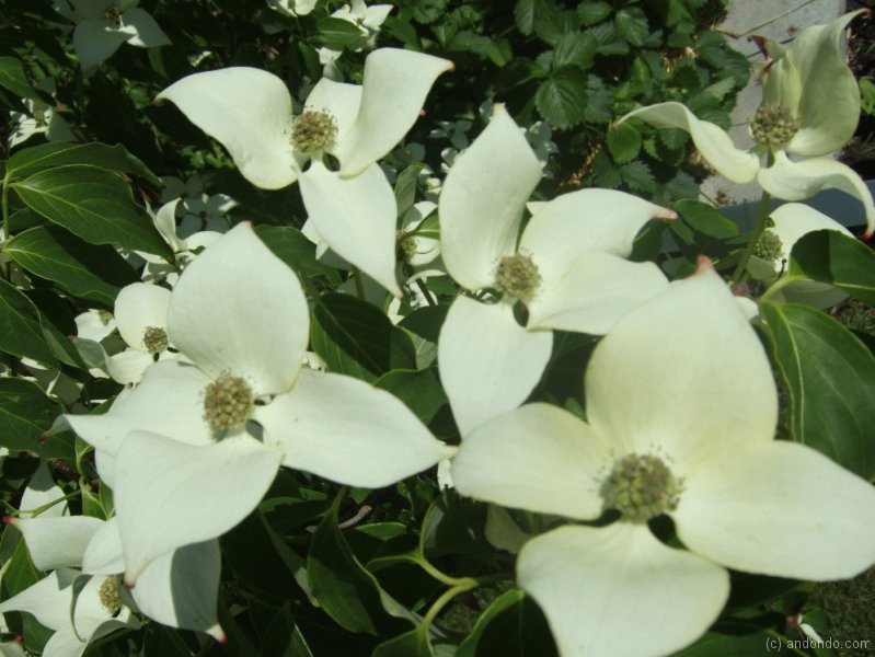 Blumenhartriegel Cornus Kousa „China Girl“