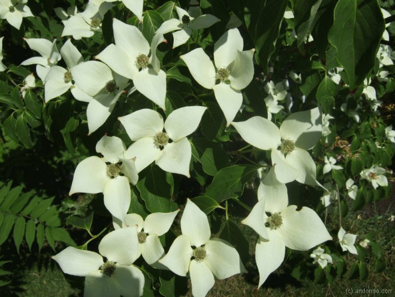 Blumenhartriegel Cornus Kousa „China Girl“
