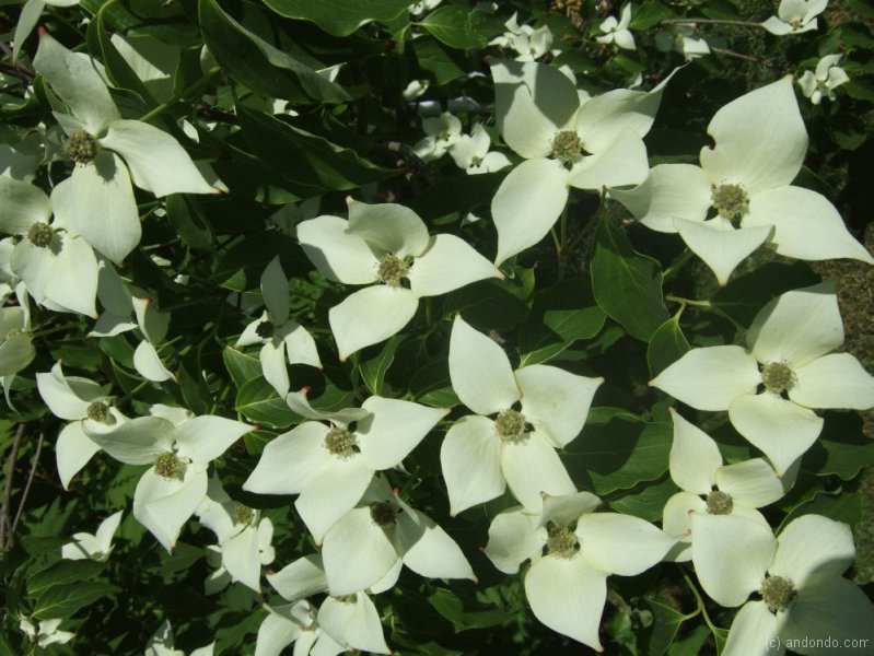 Blumenhartriegel Cornus Kousa „China Girl“