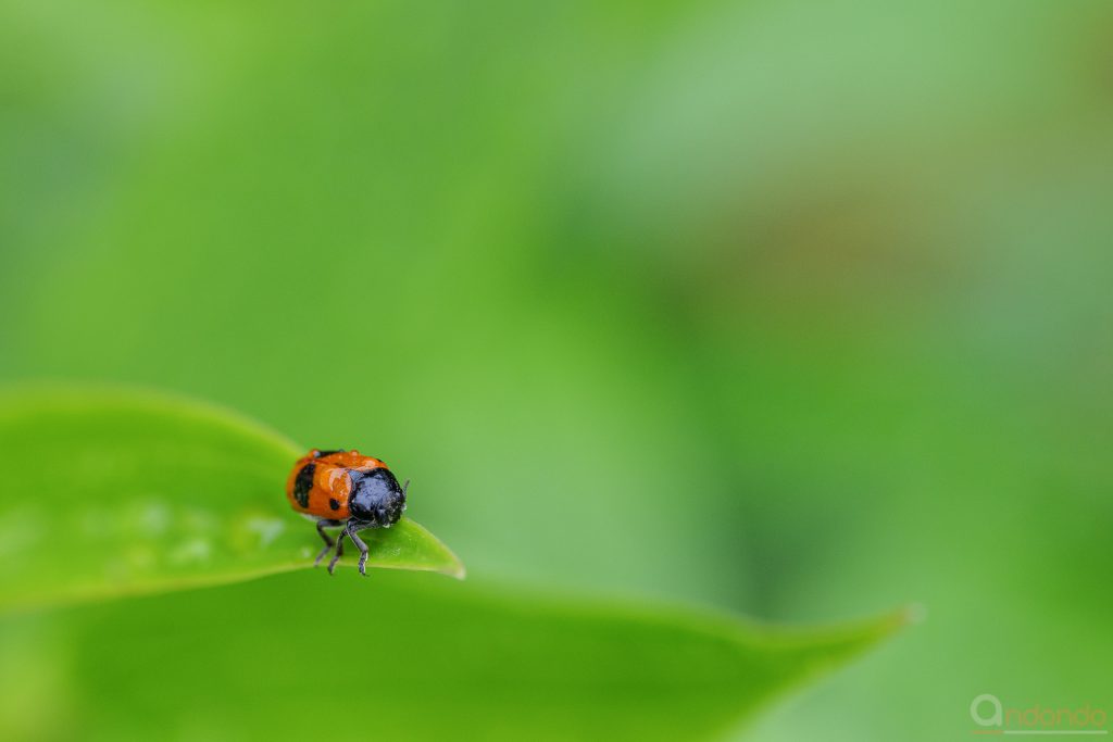 Ameisensackkäfer (Clytra laeviuscula)