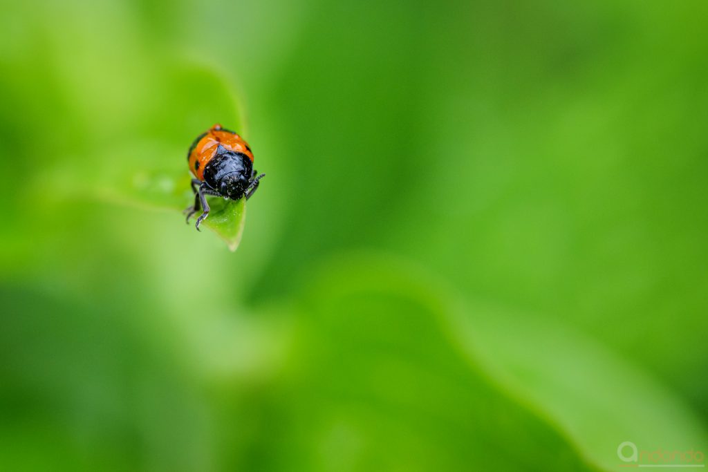 Ameisensackkäfer (Clytra laeviuscula)