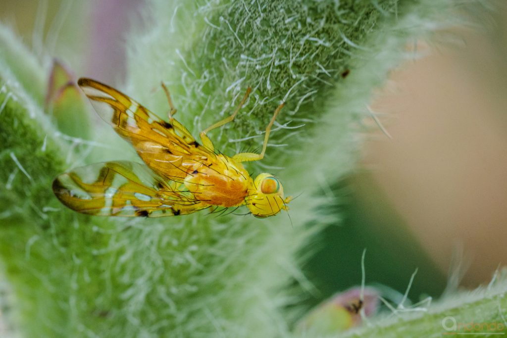 Sonnenblumenfruchtfliege (Strauzia longipennis, Syn.: Trypeta longipennis)