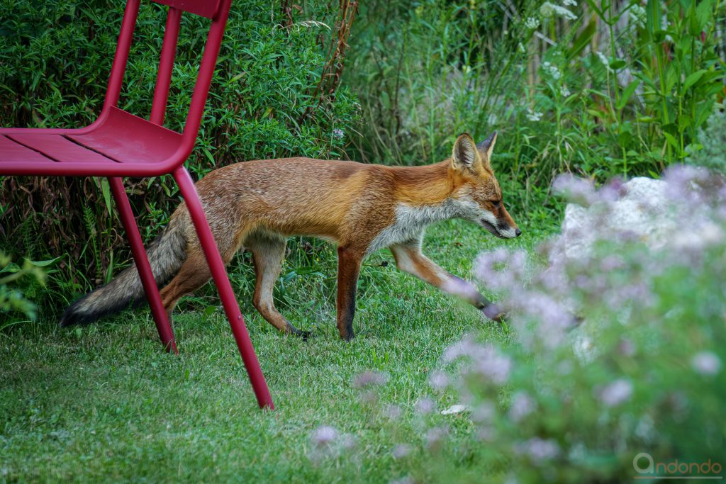 Fuchs im Garten