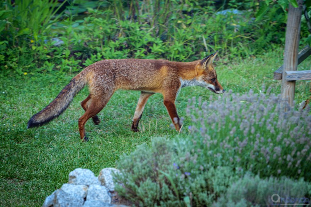 Fuchs im Garten