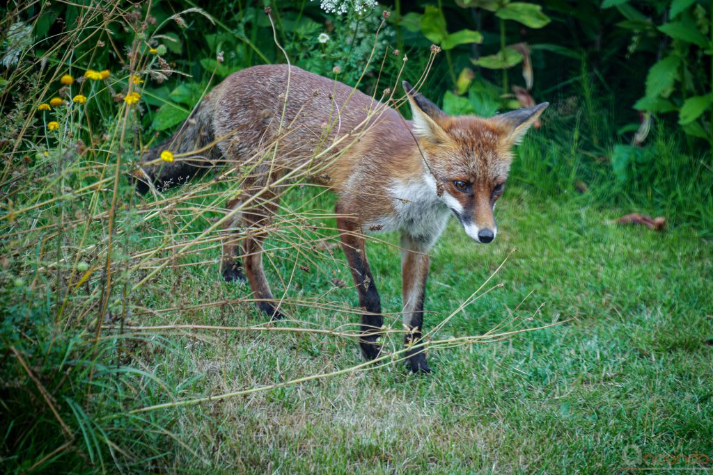 Fuchs im Garten