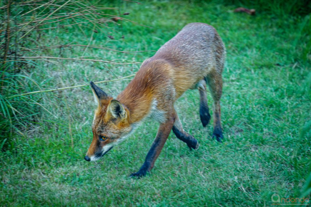 Fuchs im Garten