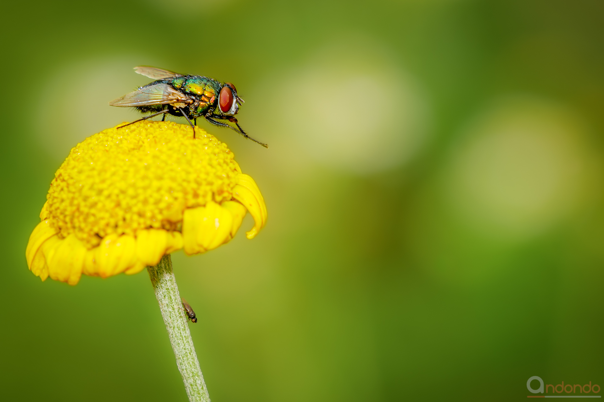 Goldfliege auf Hundskamille