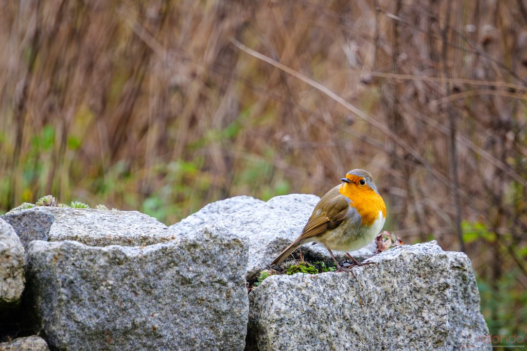 Rotkehlchen