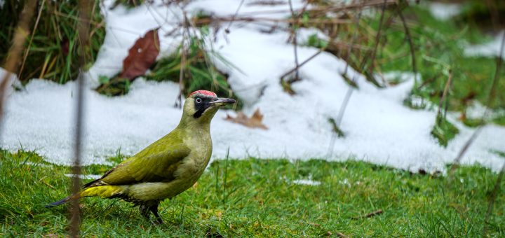 Grünspecht im Garten