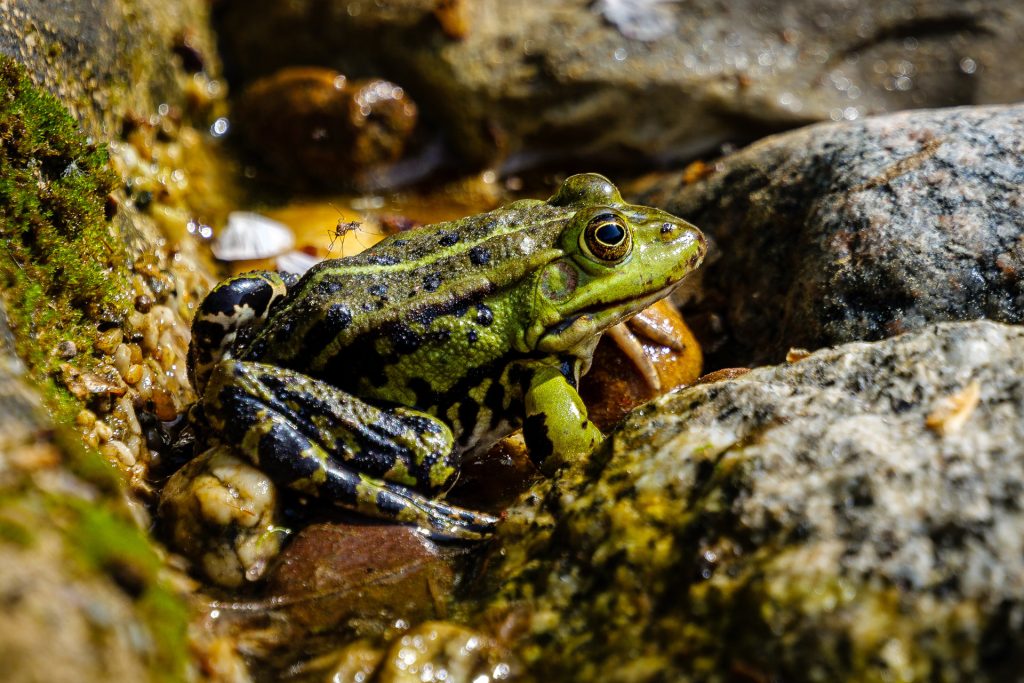 Frosch mit Mücke