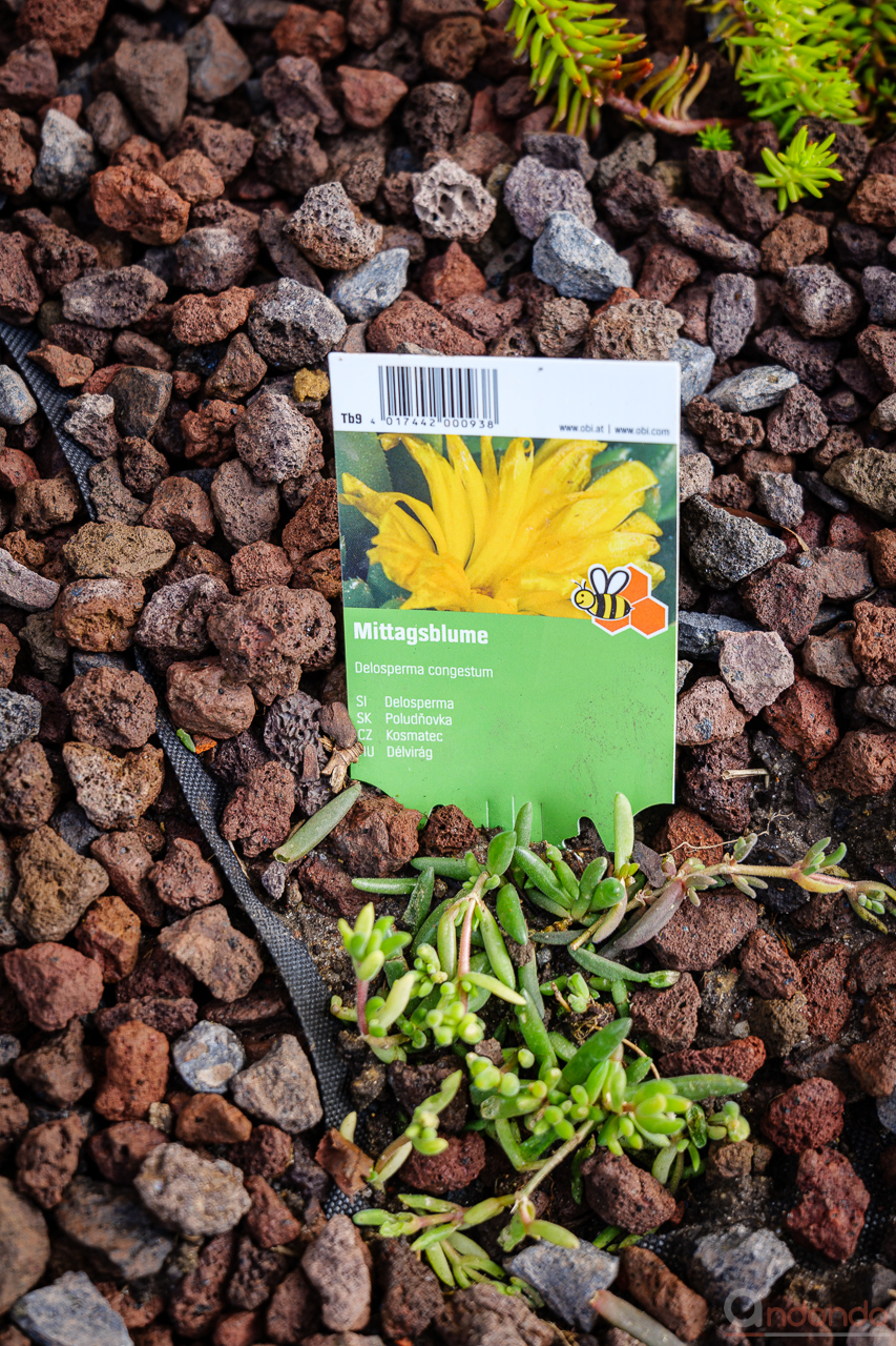 Mittagsblume - Delosperma congestum