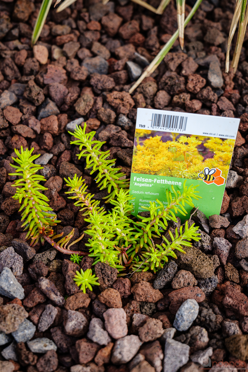 Felsen-Fetthenne "Angelina" - Sedum reflexum