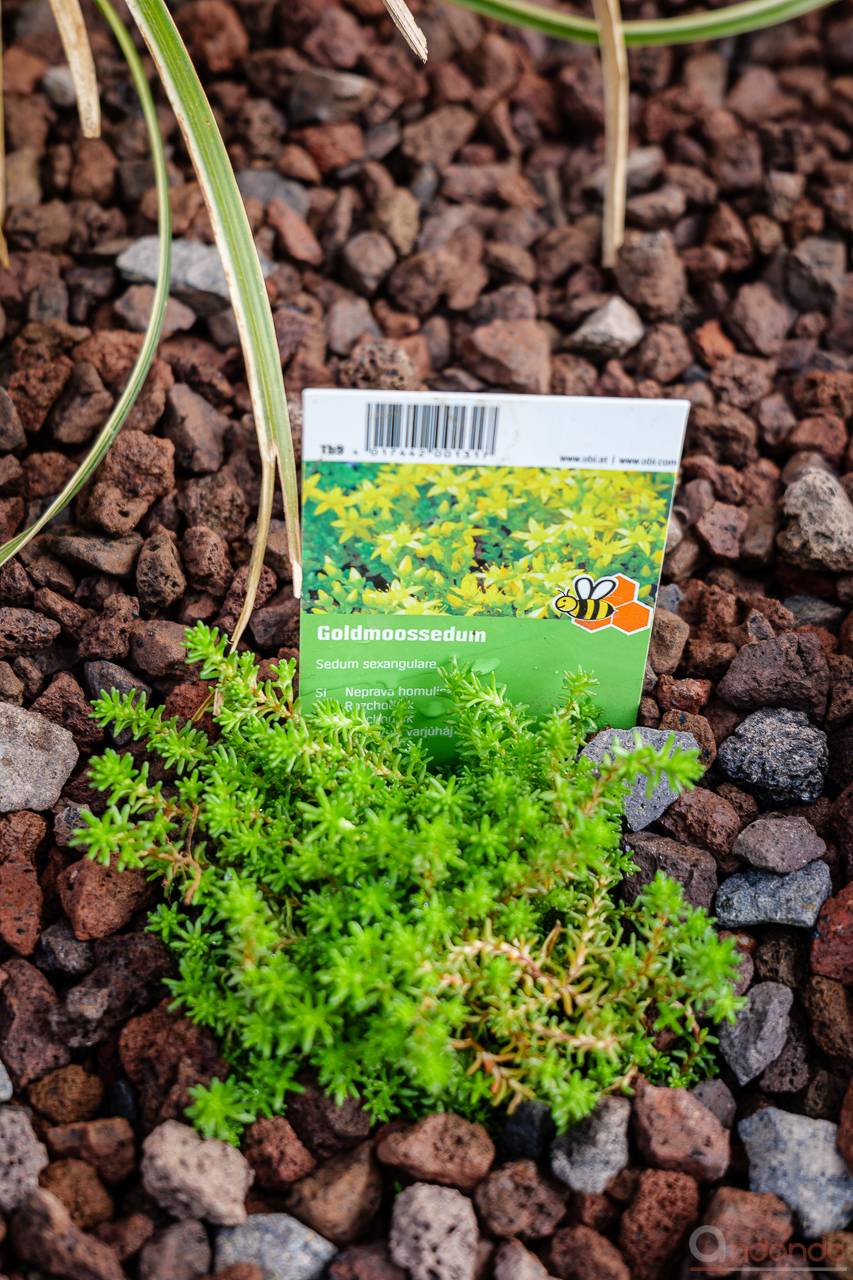 Goldmoossedum - Sedum sexangulare