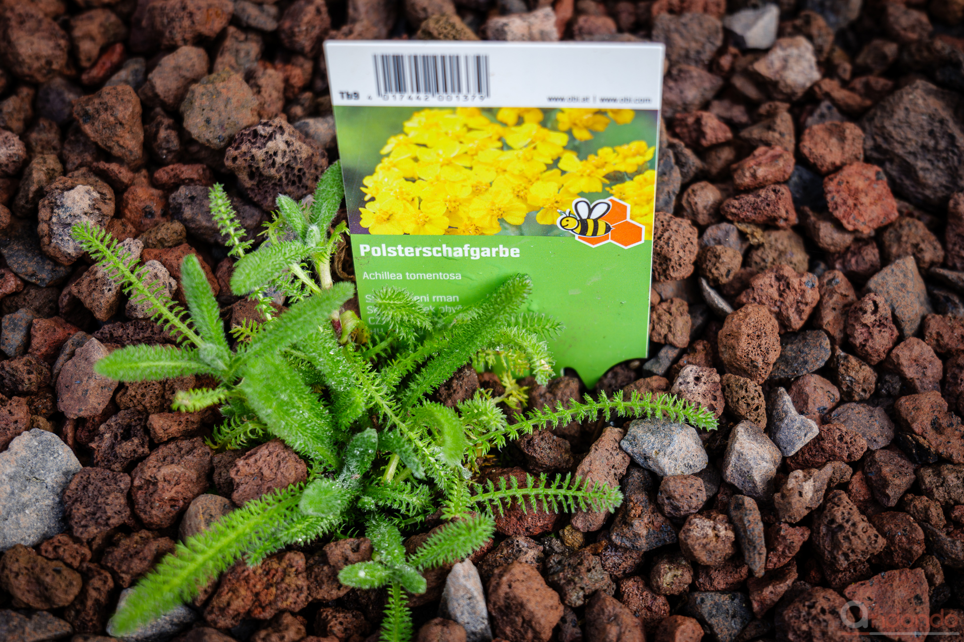 Polsterscharfgarbe - Achillea tomentosa